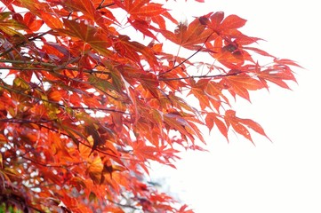 Naklejka premium Japanese Acer