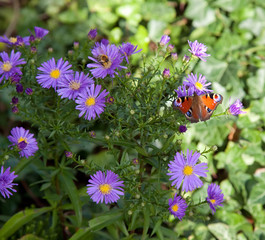 Obraz premium butterfly on aster flowers
