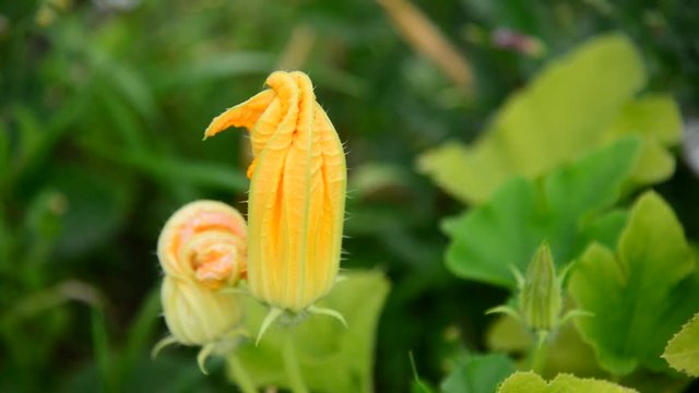 Blossoming zucchini in the garden