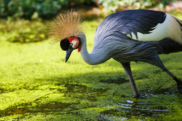 Crowned crane in a water © castenoid