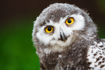 Snowy owl chick