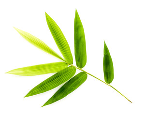 Branch of bamboo leaves isolated on white background. Botanical
