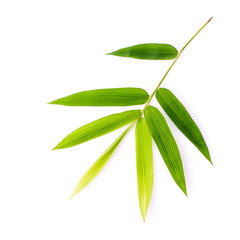 Branch of bamboo leaves isolated on white background. Botanical