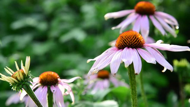 echinacea flowers in the garden