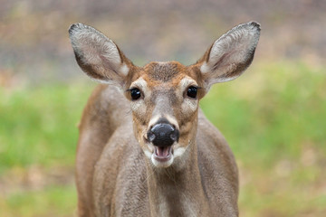Fototapeta premium Whitetail Deer Doe Smiling at Camera
