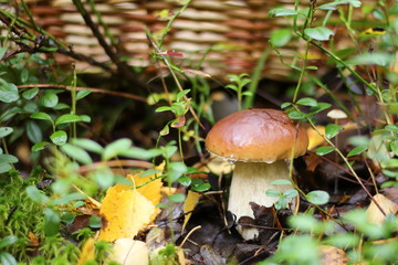 Белый гриб на фоне плетеной корзины.