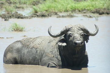 Obraz premium Buffalo