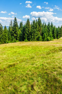 coniferous forest on the hill