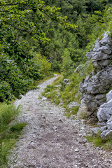 Fototapeta na wymiar Hiking trail in Carpathian mountains