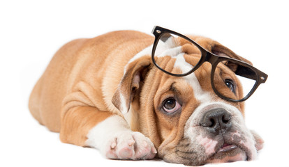 Sleepy English bulldog pup