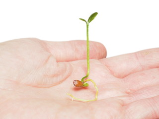 Beautiful little green plant sprouting from a seed inside a humans hand, isolated on white