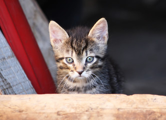 Adorable kitten outdoors