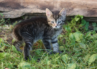 Obraz premium Adorable kitten outdoors
