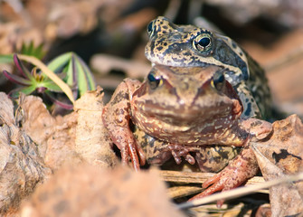 Two frogs on leaves