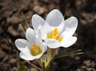 Crocus flowers outdoors