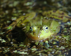 Green frog in the pond