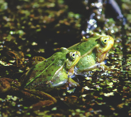 Green frogs in the pond