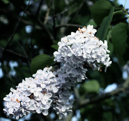 Lillac flowers outdoors