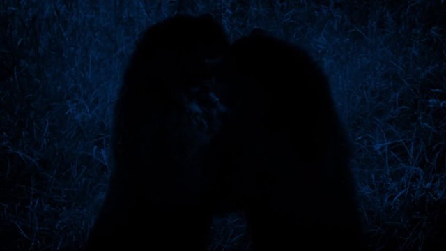 Bears Fighting In Wilderness At Night