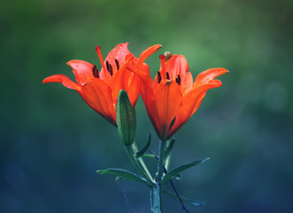 Orange lily flowers