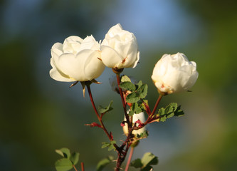 Flowers of briar white rose