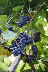 Ripe grapes outdoors