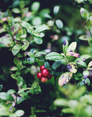Cranberry in the forest