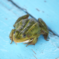 Green frog in the pond