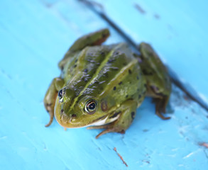 Green frog 