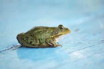 Green frog 