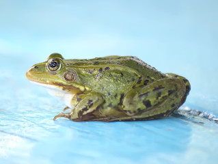 Green frog 