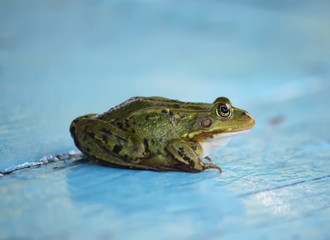 Obraz premium Green frog in the pond