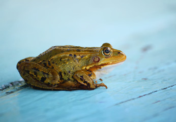 Green frog 
