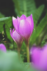 Crocus flowers outdoors