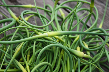 Garlic green shoots