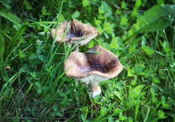 Mushrooms in a grass