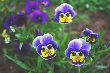 Purple pancy flowers.