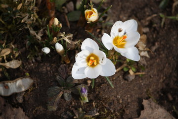 Crocus flowers outdoors