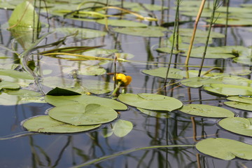 Lake in Latvia