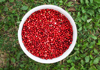 Fresh ripe cranberries.