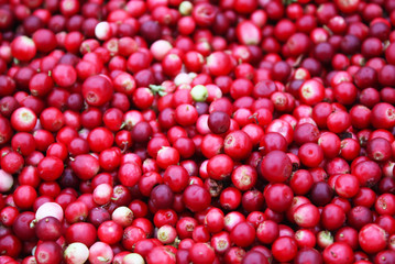 Fresh ripe cranberries.