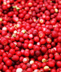 Fresh ripe cranberries.