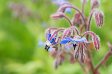 Borage flower