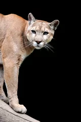 Crédence de cuisine en verre imprimé Puma Puma sur fond sombre