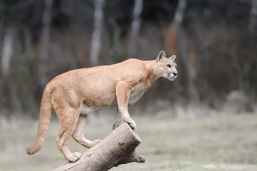 Photo sur Plexiglas Puma Puma se dresse sur un arbre