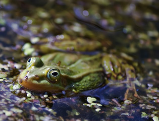 Green frog in the pond
