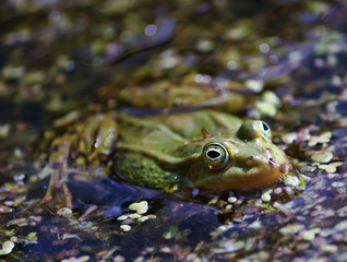 Green frog in the pond