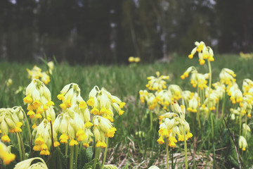 Obraz premium Golden yellow flowers of Primrose