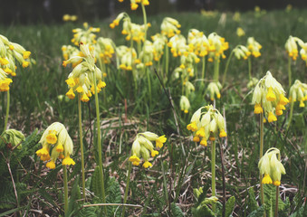 Golden yellow flowers of Primrose
