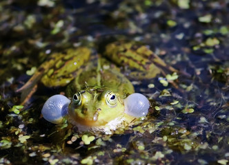 Green frog swimming in the pond